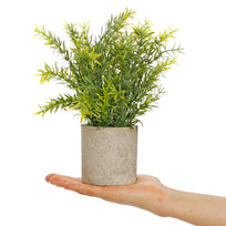 Art.10573 Planta Grande Base Fina 25cm 1pz