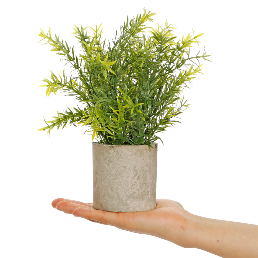 Art.10573 Planta Grande Base Fina 25cm 1pz