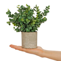 Art.10576 Planta Grande Base Fina 22cm 1pz