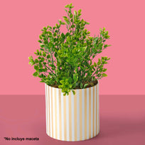 Art.2939 Planta Fina x5 36cm 1pz