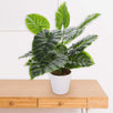 Fantasías Miguel Art.11248 Plantas X12 Hojas 45cm 1pz