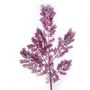 image variant Rosa