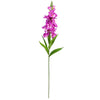 image variant Lavanda