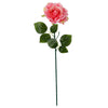 image variant Rosa
