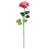 image variant Rosa Malva