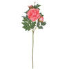 image variant Rosa Malva