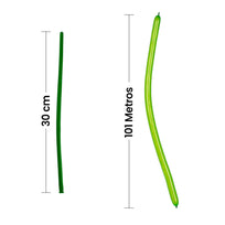 Art.955 Globo Largo 1.25m 50pz