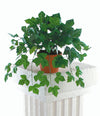 image variant Verde