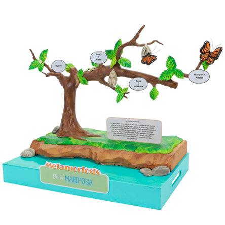 Maqueta Escolar Metamorfosis