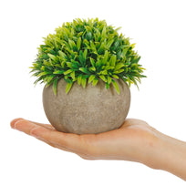 Art.10577 Planta Grande Redonda Base Fina 12cm 1pz