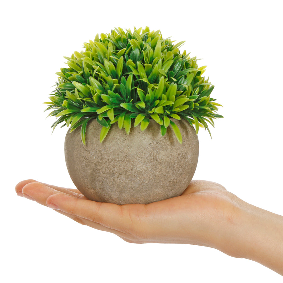 Art.10577 Planta Grande Redonda Base Fina 12cm 1pz