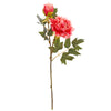 image variant Rosa Mexican