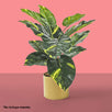 Fantasías Miguel Art.11248 Plantas X12 Hojas 45cm 1pz