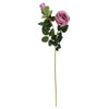 image variant Rosa