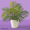 Fantasías Miguel Art.2706 Planta X9 Hojas 55cm 1pz