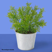 Art.2934 Planta Fina x5 30cm 1pz