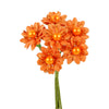 image variant Naranja
