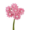 image variant Rosa