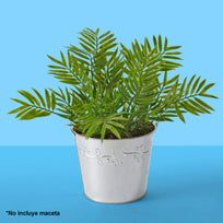 Art.2993 Planta Fina x5 36cm 1pz