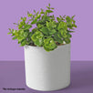 Fantasías Miguel Art.3044 Planta Mini  Con 4 Varas 25cm 1pz