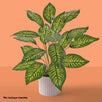 Fantasías Miguel Art.3914 Planta Fina x18 59cm 1pz