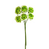 image variant Menta