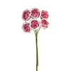 image variant Rosa
