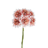 image variant Coral