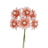 image variant Coral