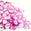 Fantasías Miguel Art.4605 Piedra Acrílico Flor 25mm 50pz Rosa