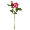 image variant Rosa Malva
