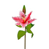 image variant Rosa