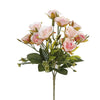 image variant Rosa/Rosa