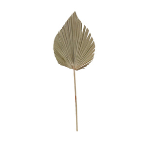 Art.6563 Hoja De Palma Chica 54x16cm  Aprox 1pz