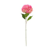 image variant Rosa