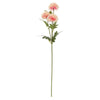 image variant Crema/Rosa