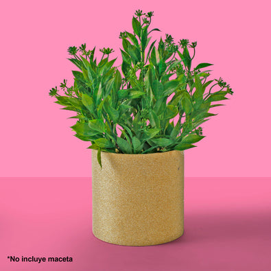 Fantasías Miguel Art.9114 Planta Fina x5 36cm 1pz