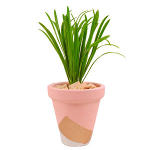 Maceta Rosa Blanco