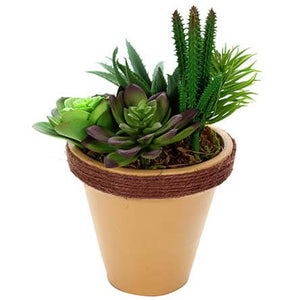 Maceta Con Cactus